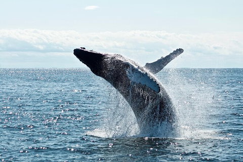 PRIVATE Whale Watching Tour - Up To 11 People In Your Group - Accommodation in Brisbane 0
