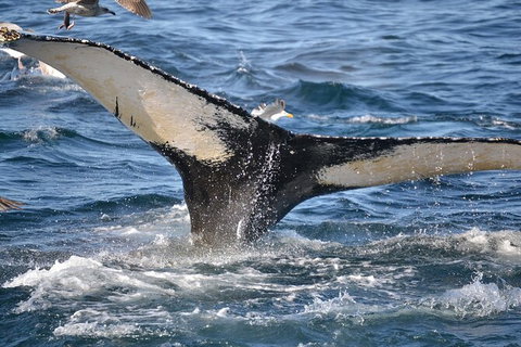 PRIVATE Whale Watching Tour - Up To 11 People In Your Group - Accommodation in Brisbane 2