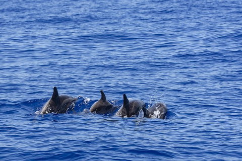 PRIVATE Whale Watching Tour - Up To 11 People In Your Group - Accommodation in Brisbane 3