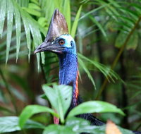 Guided Night Walk in Cape Tribulation - Accommodation in Brisbane