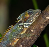 Family Night Walking Tour at Tropical Rainforest in Daintree - Accommodation in Brisbane