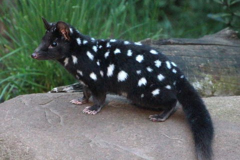 After Dark Tasmanian Devil Feeding Tour At Cradle Mountain - Accommodation in Brisbane 5