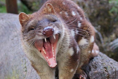 After Dark Tasmanian Devil Feeding Tour At Cradle Mountain - Accommodation in Brisbane 4