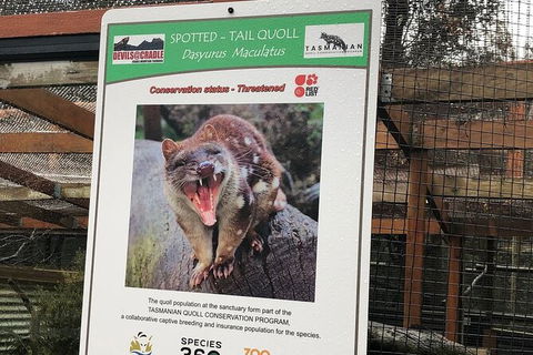 After Dark Tasmanian Devil Feeding Tour At Cradle Mountain - Accommodation in Brisbane 2