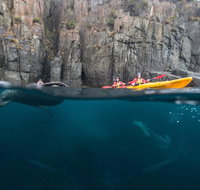 Tasman Peninsula full day kayaking tour - Accommodation in Brisbane