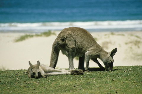 LGBT+ Friendly 12-Hour Great Ocean Road Private Tour - Accommodation in Brisbane 3