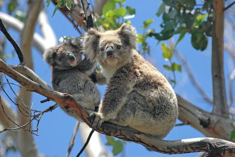 LGBT+ Friendly 12-Hour Great Ocean Road Private Tour - Accommodation in Brisbane 8