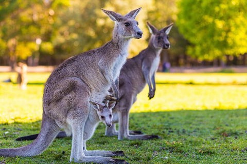 LGBT+ Friendly Full Day Phillip Island Private Tour - Accommodation in Brisbane 2