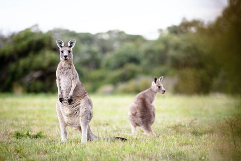 LGBT+ Friendly 3 Day Tour The Grampians, Daylesford & Ballarat - Accommodation in Brisbane 2