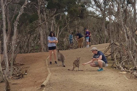 Phillip Island Penguin And Wildlife Tour - Accommodation in Brisbane 34
