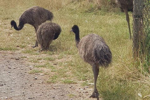 Phillip Island Penguin And Wildlife Tour - Accommodation in Brisbane 32
