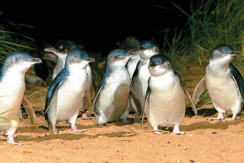 Phillip Island Penguin And Wildlife Tour - Accommodation in Brisbane 0