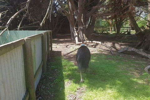Phillip Island Penguin And Wildlife Tour - Accommodation in Brisbane 5