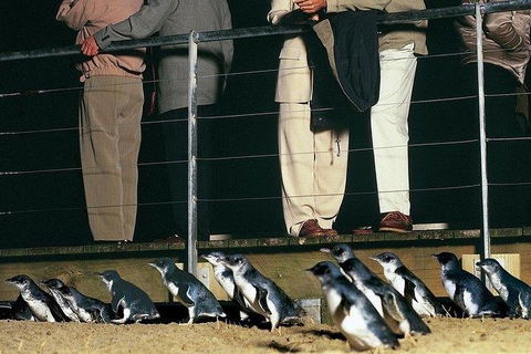 Phillip Island Penguin And Wildlife Tour - Accommodation in Brisbane 20