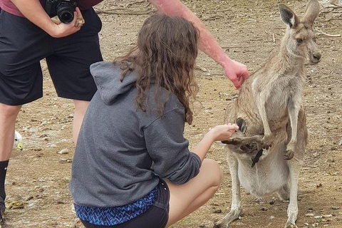 Phillip Island Penguin And Wildlife Tour - Accommodation in Brisbane 12