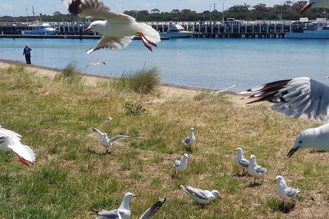 Phillip Island Penguin And Wildlife Tour - Accommodation in Brisbane 1