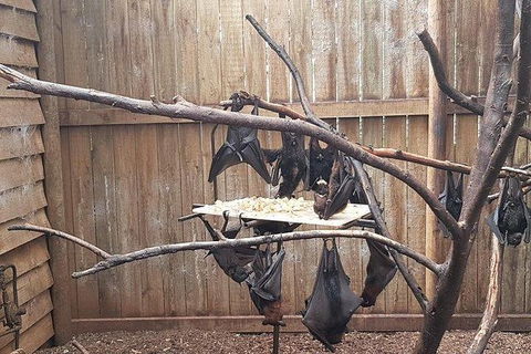 Phillip Island Penguin And Wildlife Tour - Accommodation in Brisbane 31