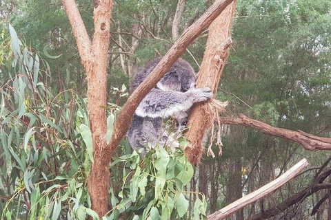 Phillip Island Penguin And Wildlife Tour - Accommodation in Brisbane 16