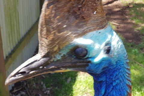Phillip Island Penguin And Wildlife Tour - Accommodation in Brisbane 19