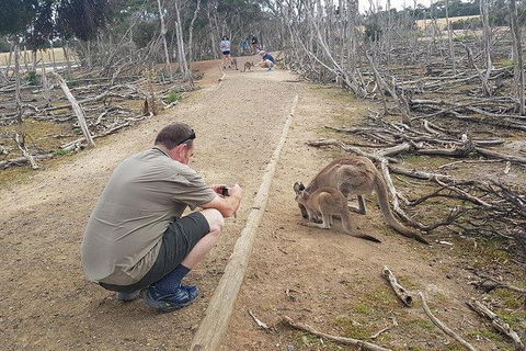 Phillip Island Penguin And Wildlife Tour - Accommodation in Brisbane 30