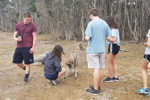 Phillip Island Penguin And Wildlife Tour - Accommodation in Brisbane 3