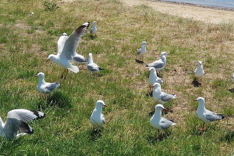 Phillip Island Penguin And Wildlife Tour - Accommodation in Brisbane 9
