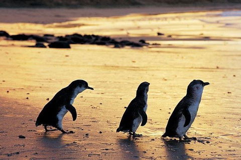 Phillip Island Penguin And Wildlife Tour - Accommodation in Brisbane 13