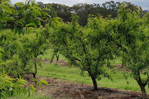 Yarra Valley Wineries And Rayners Orchard Tour From Melbourne - Accommodation in Brisbane 27