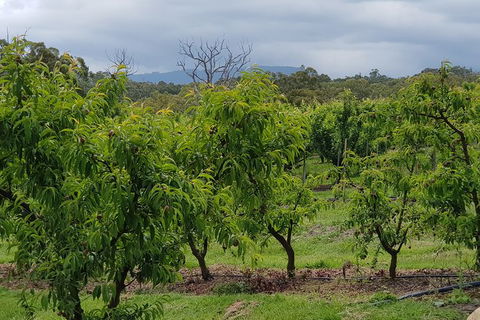 Yarra Valley Wineries And Rayners Orchard Tour From Melbourne - Accommodation in Brisbane 16