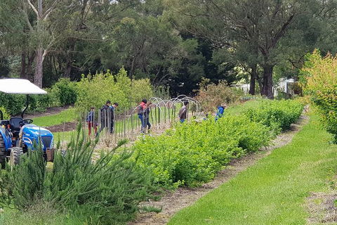 Yarra Valley Wineries And Rayners Orchard Tour From Melbourne - Accommodation in Brisbane 3