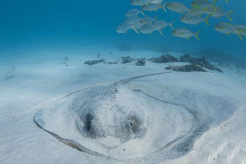 Coral Bay 3-Hour Turtle Ecotour - Accommodation in Brisbane 2