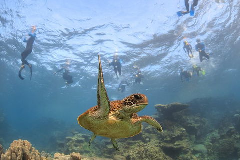 Coral Bay 3-Hour Turtle Ecotour - Accommodation in Brisbane 4
