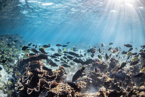 Coral Bay 3-Hour Turtle Ecotour - Accommodation in Brisbane 5