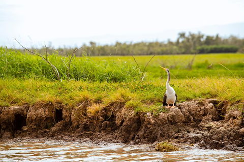 Darwin City Sights And Jumping Crocodile Cruise - Accommodation in Brisbane 5