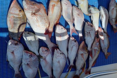 Geraldton Fishing Charter - Accommodation in Brisbane 7