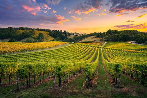 Swan Valley Sunset Wine Tour - Premium Small Group Tour - Accommodation in Brisbane 0