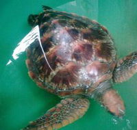 Australian Seabird Rescue - Accommodation in Brisbane
