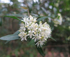 Jervis Bay NSW Accommodation in Brisbane