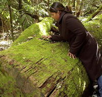 Washpool National Park - Washpool Walk - Accommodation in Brisbane