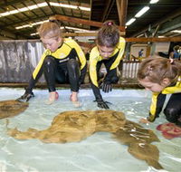Australian Shark and Ray Centre - Accommodation in Brisbane