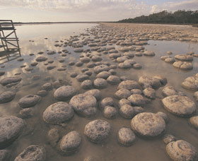 Lake Clifton Thrombolites - Accommodation in Brisbane 0