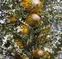 Woylie Walk Dryandra Woodland - Accommodation in Brisbane