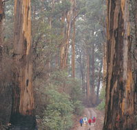 Beedelup National Park - Accommodation in Brisbane