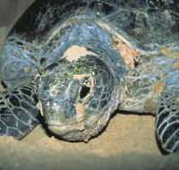 Turtle Nesting Season - Accommodation in Brisbane