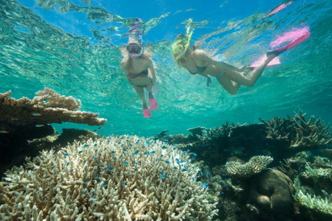 Down Under Cruise And Dive - Accommodation in Brisbane 4