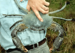 Whitsunday Crocodile Safari - Accommodation in Brisbane