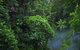 Jungle Surfing Canopy Tours And Jungle Adventures Nightwalks - thumb 3