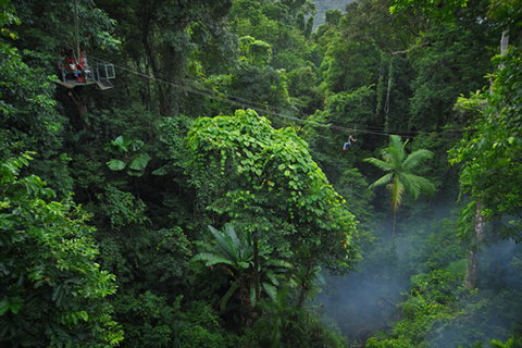 Jungle Surfing Canopy Tours And Jungle Adventures Nightwalks - Accommodation in Brisbane 3