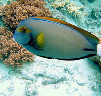 Illusions - Accommodation in Brisbane