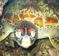 Adrenalin Snorkel and Dive - Accommodation in Brisbane